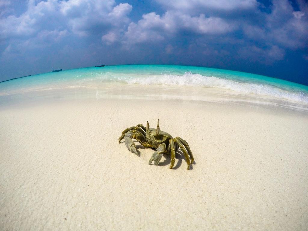 ホテル セルリアン ビュー レジデンス Hanimaadhoo Island エクステリア 写真